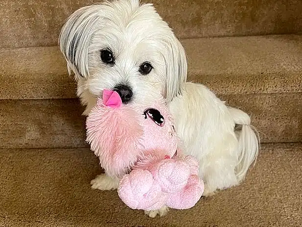 Dog, Dog Supply, Dog breed, Carnivore, Dog Clothes, Toy, Companion dog, Fawn, Toy Dog, Snout, Working Animal, Canidae, Small Terrier, Puppy love, Furry friends, Shih Tzu, Liver, Fashion Accessory, Paw