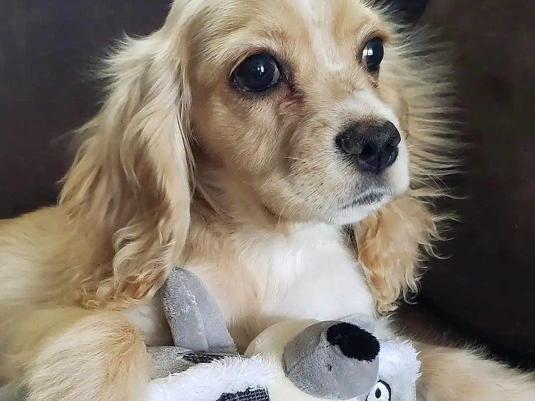 Dog, Dog breed, Carnivore, Dog Supply, Companion dog, Fawn, Toy, Snout, Collar, Toy Dog, Whiskers, Pet Supply, Canidae, Furry friends, Gun Dog, Dog Collar, Puppy love, Stuffed Toy, Spaniel