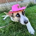 Dog, Carnivore, Dog breed, Grass, Companion dog, Fawn, Fence, Hat, Plant, Snout, Working Animal, Canidae, Collar, Cap, Fashion Accessory, Herding Dog, Happy, Furry friends, Mesh