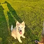 Dog, Dog breed, Carnivore, Grass, Companion dog, Fawn, Happy, Working Animal, People In Nature, Tail, Lawn, Grassland, Canidae, Spitz, Plant, Volpino Italiano, Field, German Spitz Mittel, Toy Dog