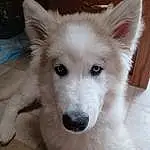 Dog, Dog breed, Carnivore, Whiskers, Fawn, Companion dog, Snout, Ear, Samoyed, Japanese Spitz, Furry friends, Working Animal, Indian Spitz, Canidae, Volpino Italiano, American Eskimo Dog, German Spitz Mittel, Non-sporting Group