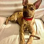 Dog, Dog breed, Carnivore, Fawn, Companion dog, Working Animal, Collar, Snout, Liver, Dog Collar, Mexican Hairless Dog, Terrestrial Animal, Canidae, Dog Supply, Whiskers, Toy Dog, Pet Supply, Biting, Tail