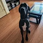 Dog, Dog breed, Wood, Carnivore, Fawn, Companion dog, Laminate Flooring, Working Animal, Hardwood, Liver, Snout, Comfort, Shelf, Cabinetry, Wood Stain, Wood Flooring, Tail