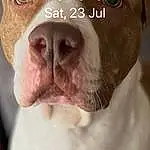Nose, Dog, Carnivore, Dog breed, Jaw, Ear, Liver, Fawn, Companion dog, Whiskers, Wrinkle, Working Animal, Snout, Selfie, Close-up, Bulldog, Furry friends, Photo Caption