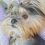 Dog, Dog breed, Carnivore, Working Animal, Liver, Companion dog, Fawn, Ear, Toy Dog, Snout, Small Terrier, Terrier, Close-up, Canidae, Furry friends, Terrestrial Animal, Yorkshire Terrier, Biewer Terrier, Dog Supply