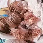 Hair, Dog, Eyes, Carnivore, Dog breed, Liver, Ear, Companion dog, Fawn, Working Animal, Toy Dog, Whiskers, Snout, Comfort, Shih Tzu, Dog Supply, Furry friends, Canidae, Terrier