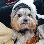Dog, Carnivore, Dog breed, Companion dog, Toy Dog, Snout, Liver, Working Animal, Furry friends, Terrier, Shih Tzu, Canidae, Small Terrier, Shih-poo, Yorkipoo, Puppy love, Dog Collar, Biewer Terrier, Puppy
