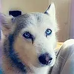 Dog, Dog breed, Jaw, Carnivore, Whiskers, Companion dog, Sled Dog, Snout, Terrestrial Animal, Working Animal, Furry friends, Canidae, Wolf, Canis, Working Dog, Tail, Non-sporting Group, Ancient Dog Breeds
