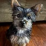 Dog, Carnivore, Dog breed, Dog Supply, Companion dog, Fawn, Toy Dog, Snout, Liver, Working Animal, Small Terrier, Furry friends, Canidae, Hardwood, Yorkipoo, Biewer Terrier, Wood, Puppy, Terrestrial Animal