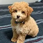 Dog, Carnivore, Dog breed, Companion dog, Toy Dog, Snout, Terrier, Small Terrier, Working Animal, Furry friends, Canidae, Shih-poo, Maltepoo, Dog Supply, Poodle Crossbreed, Labradoodle, Non-sporting Group, Puppy