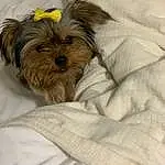 Dog, Dog breed, Dog Supply, Carnivore, Comfort, Companion dog, Fawn, Toy Dog, Working Animal, Liver, Terrier, Small Terrier, Furry friends, Yorkipoo, Canidae, Linens, Duvet, Terrestrial Animal, Non-sporting Group