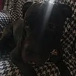 Dog, Black, Dog breed, Comfort, Ear, Grey, Carnivore, Companion dog, Working Animal, Snout, Whiskers, Darkness, Pattern, Linens, Guard Dog, Furry friends, Couch, Canidae, Non-sporting Group