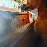 Dog, Carnivore, Dog breed, Hood, Collar, Fawn, Wood, Working Animal, Window, Companion dog, Tints And Shades, Vehicle Door, Snout, Whiskers, Pet Supply, Dog Collar, Liver, Automotive Lighting, Windshield