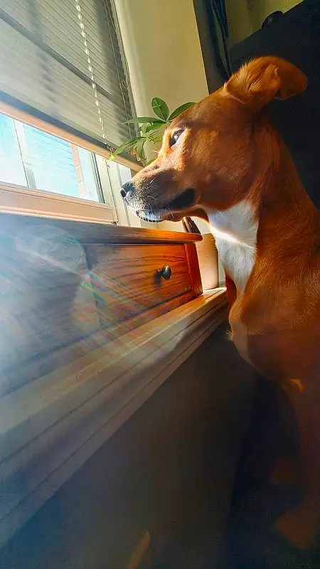 Dog, Carnivore, Dog breed, Hood, Collar, Fawn, Wood, Working Animal, Window, Companion dog, Tints And Shades, Vehicle Door, Snout, Whiskers, Pet Supply, Dog Collar, Liver, Automotive Lighting, Windshield