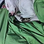 Green, Sleeve, Comfort, Grass, Linens, Bedding, Elbow, Bed, Knee, Bed Sheet, Companion dog, Blanket, Toy Dog, Nap, Bull Terrier