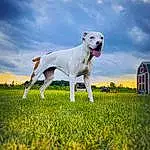 Sky, Dog, Cloud, Plant, Dog breed, Carnivore, People In Nature, Window, Happy, Grass, Companion dog, Grassland, Meadow, Lawn, Field, Collar, Pasture, Tail, Working Animal