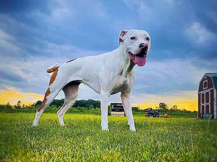 Sky, Dog, Cloud, Plant, Dog breed, Carnivore, People In Nature, Window, Happy, Grass, Companion dog, Grassland, Meadow, Lawn, Field, Collar, Pasture, Tail, Working Animal