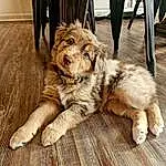 Dog, Carnivore, Felidae, Fawn, Companion dog, Dog breed, Wood, Whiskers, Terrestrial Animal, Paw, Furry friends, Claw, Working Animal, Chair, Photo Caption, Hardwood, Foot, Puppy