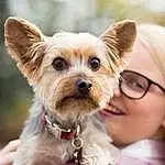 Hair, Dog, Dog breed, Carnivore, Collar, Dog Supply, Happy, Companion dog, Fawn, Toy Dog, Smile, Snout, Working Animal, Dog Collar, Yorkshire Terrier, Terrier, Canidae, Brown Hair, Furry friends