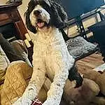 Dog, Dog breed, Carnivore, Companion dog, Snout, Chair, Water Dog, Dog Collar, Gun Dog, Furry friends, Spaniel, Canidae, Houseplant, Toy Dog, Vehicle Door, Working Animal, Door, Non-sporting Group, Working Dog