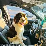 Car, Dog, Vehicle, Vroom Vroom, Automotive Design, Car Seat Cover, Mode Of Transport, Carnivore, Automotive Mirror, Vehicle Door, Automotive Exterior, Steering Wheel, Dog breed, Companion dog, Car Seat, Personal Luxury Car, Gear Shift, Auto Part, Steering Part, Vehicle Audio