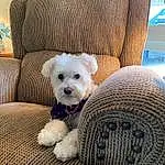 Dog, Furniture, Couch, Dog Supply, Carnivore, Comfort, Chair, Fawn, Companion dog, Dog Clothes, Toy Dog, Dog breed, Snout, Working Animal, Stuffed Toy, Pillow, Throw Pillow, Linens, Fashion Accessory, Automotive Tire