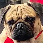 Dog, Dog breed, Carnivore, Plant, Wrinkle, Companion dog, Fawn, Snout, Whiskers, Dog Collar, Collar, Pug, Toy Dog, Working Animal, Canidae, Furry friends, Bulldog