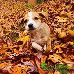 Dog, Plant, Dog breed, Carnivore, Fawn, Companion dog, Whiskers, Grass, Deciduous, Irishjacks, Terrestrial Animal, Soil, Street dog, Tail, Working Animal, Autumn, Canidae, Terrier, Paw