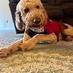 Dog, Dog breed, Water Dog, Carnivore, Companion dog, Fawn, Pet Supply, Working Animal, Liver, Snout, Poodle, Terrier, Dog Supply, Dog Collar, Irish Terrier, Couch, Toy Dog, Wood, Working Terrier