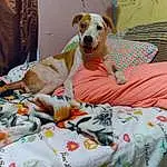 Dog, Comfort, Couch, Dog Supply, Dog breed, Carnivore, Fawn, Companion dog, Linens, Bed, Working Animal, Bedding, Collar, Bed Sheet, Pet Supply, Canidae, Pillow, Room