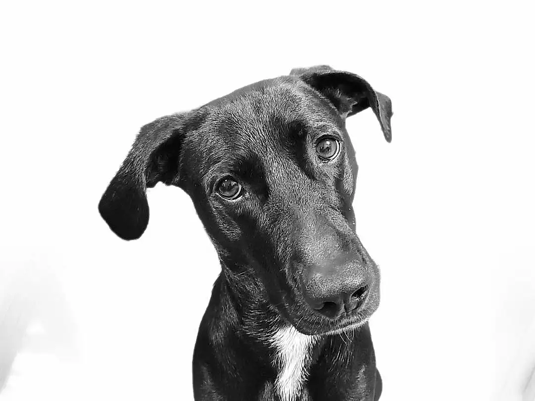 Dog, Eyes, Dog breed, Carnivore, Working Animal, Whiskers, Companion dog, Snout, Black & White, Pet Supply, Monochrome, Collar, Canidae, Terrestrial Animal, Furry friends, Working Dog
