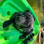 Green, Dog, Plant, Water, Grass, Leisure, Snout, Dog breed, Personal Protective Equipment, Fun, Working Animal, Recreation, Tree, Plastic