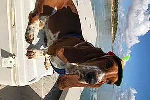 Name Basset Hound Dog Reggie