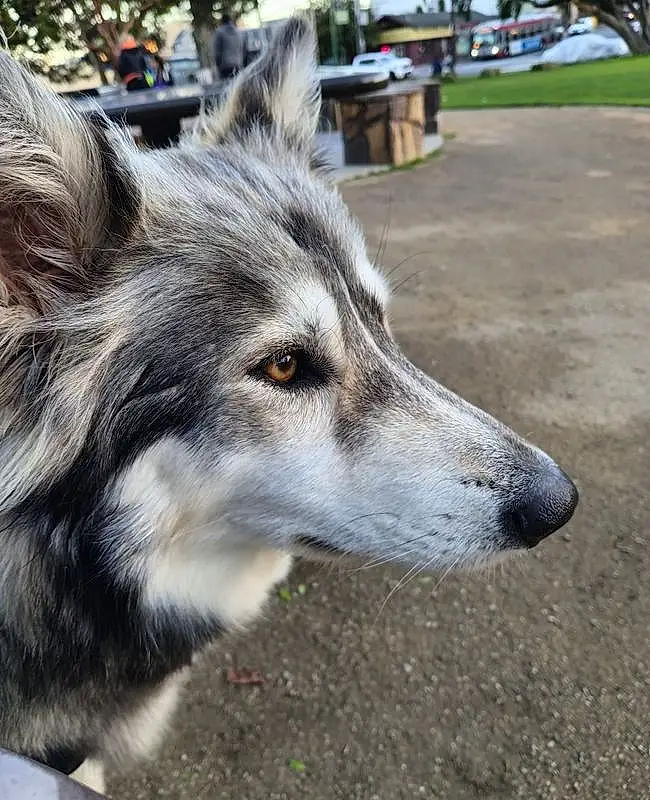 Dog, Dog breed, Carnivore, Snout, Terrestrial Animal, Working Animal, Furry friends, Sled Dog, Whiskers, Grass, Working Dog, Plant, Wolf, Canis, Ancient Dog Breeds