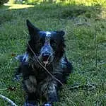 Dog, Carnivore, Dog breed, Grass, Companion dog, Herding Dog, Whiskers, Plant, Snout, Working Animal, Grassland, Canidae, Working Dog, Terrestrial Animal, Australian Cattle Dog, Furry friends, Pasture