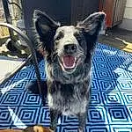 Dog, Australian Cattle Dog, Blue, Dog breed, Carnivore, Collar, Companion dog, Australian Stumpy Tail Cattle Dog, Whiskers, Snout, Dog Collar, Fang, Working Animal, Herding Dog, Texas Heeler, Canidae, Furry friends, Cabinetry