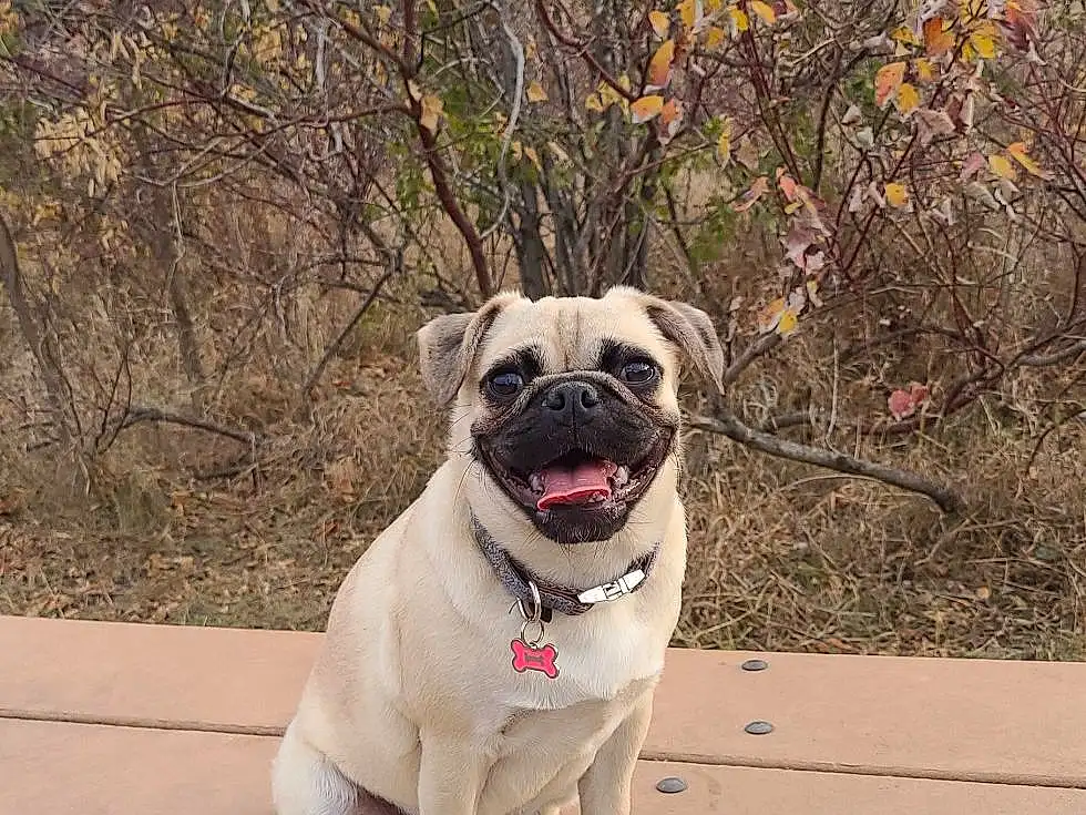 Pug, Dog, Plant, Carnivore, Tree, Collar, Dog breed, Fawn, Grass, Companion dog, Table, Dog Collar, Working Animal, Outdoor Bench, Toy Dog, Wrinkle, Tail, Wood, Soil