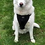 Dog, Dog breed, Carnivore, Grass, Companion dog, Plant, Tail, Canidae, Collar, Spitz, Furry friends, Volpino Italiano, Indian Spitz, Working Dog, Non-sporting Group, American Eskimo Dog, Ancient Dog Breeds, Working Animal