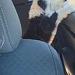 Car Seat Cover, Vehicle, Steering Part, Vroom Vroom, Carnivore, Automotive Design, Car, Car Seat, Comfort, Head Restraint, Vehicle Door, Automotive Exterior, Window, Personal Luxury Car, Tints And Shades, Auto Part, Dog breed, Companion dog, Steering Wheel, Family Car