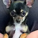 Dog, Blue, Carnivore, Dog breed, Fawn, Companion dog, Toy Dog, Ear, Chihuahua, Nail, Snout, Working Animal, Canidae, Whiskers, Russkiy Toy, Terrestrial Animal, Corgi-chihuahua, Thumb, Furry friends, Puppy