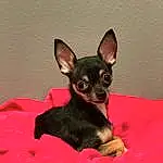 Dog, Carnivore, Dog breed, Chihuahua, Pink, Ear, Fawn, Companion dog, Whiskers, Toy Dog, Snout, Magenta, Russkiy Toy, Working Animal, Canidae, Furry friends, Pražský Krysařík, Comfort, Carmine, Terrestrial Animal