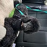 Vehicle, Dog, Comfort, Carnivore, Car Seat Cover, Car, Dog breed, Automotive Tire, Vehicle Door, Car Seat, Snout, Auto Part, Personal Luxury Car, Companion dog, Dog Collar, Head Restraint, Vroom Vroom, Furry friends, Automotive Exterior