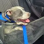Dog, Carnivore, Grey, Fawn, Dog breed, Snout, Comfort, Electric Blue, Vehicle Door, Working Animal, Furry friends, Auto Part, Pattern, Pocket, Whiskers, Canidae, Wrinkle, Audio Equipment, Companion dog