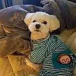 Dog, Dog breed, Carnivore, Dog Supply, Dog Clothes, Comfort, Companion dog, Fawn, Toy Dog, Snout, Working Animal, Stuffed Toy, Couch, Canidae, Furry friends, T-shirt, Baby & Toddler Clothing, Linens, Child