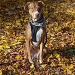 Dog, Dog breed, Carnivore, Fawn, Liver, Wood, Working Animal, Plant, Grass, Dog Collar, Collar, Deciduous, Companion dog, Terrestrial Animal, Soil, Woodland, Canidae, Forest