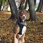 Dog, Plant, Tree, Carnivore, Leaf, Branch, Wood, Dog breed, Fawn, Woody Plant, Trunk, Working Animal, Grass, Forest, Snout, Woodland, Companion dog, Terrestrial Animal, Deciduous