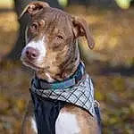 Dog, Carnivore, Dog breed, Collar, Working Animal, Fawn, Liver, Dog Collar, Companion dog, Whiskers, Snout, Dog Supply, Grass, Pet Supply, Canidae, Working Dog, Non-sporting Group, Hunting Dog, Leash