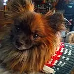 Dog, Dog breed, Carnivore, Companion dog, Fawn, Liver, Toy Dog, Dog Supply, Whiskers, Snout, German Spitz, Polka Dot, German Spitz Klein, Working Animal, Canidae, Furry friends, Event, Spitz, Carmine