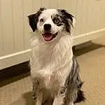 Dog, Dog breed, Carnivore, Companion dog, Whiskers, Snout, Herding Dog, Furry friends, Canidae, Border Collie, Working Dog, Working Animal, Ancient Dog Breeds