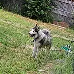 Dog, Sled Dog, Plant, Carnivore, Dog breed, Grass, Pet Supply, Tail, Fence, Canidae, Leash, Working Dog, Working Animal, Dog Supply, Recreation, Siberian Husky, Tree, Non-sporting Group